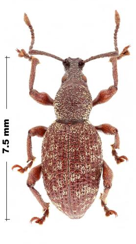 Réf. 318 215 : Otiorhynchus vestitus